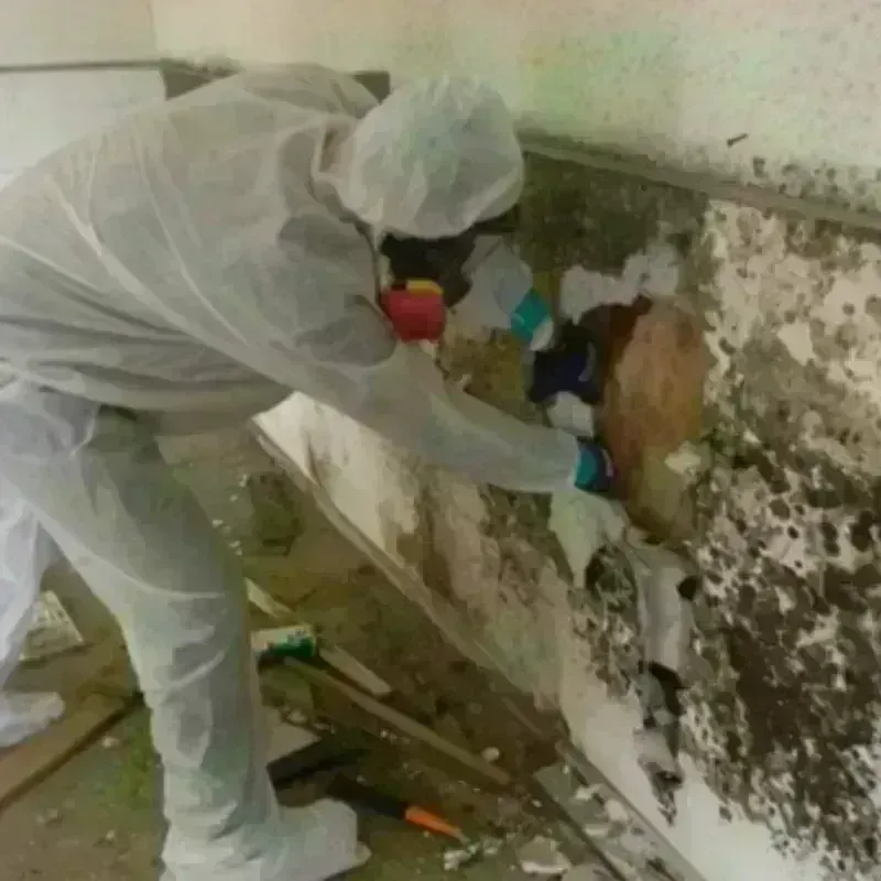 Mold Remediation and Removal in New Madrid, MO